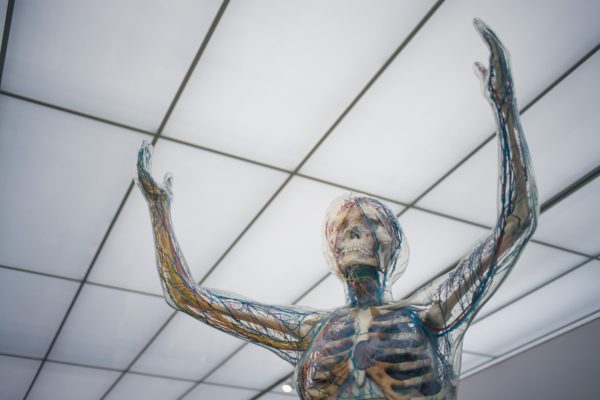 body-system
