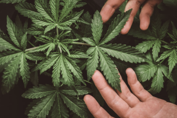 大麻112